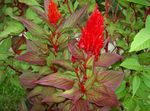 Foto Hanekam, Plume Plante, Behængt Amaranth, rød