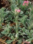 fotografija Antennaria, Stopalo Mačke, roza