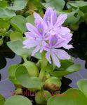 Vatn Hyacinth