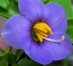 Nuotrauka Persų Violetinė, Vokiečių Violetinė, mėlynas