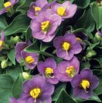 Nuotrauka Persų Violetinė, Vokiečių Violetinė, violetinė