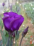 Nuotrauka Prerijų Gencijonas, Lisianthus, Texas Facelijos, violetinė