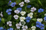 φωτογραφία Ημέρα Λουλούδι, Spiderwort, Χήρες Δάκρυα, λευκό
