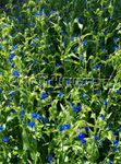 foto Bloem Dag, Spiderwort, Weduwen Tranen, blauw