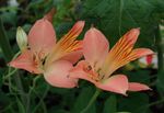 fotografija Alstroemeria, Perujski Lily, Lily Inkov, roza