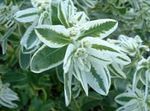 zdjęcie Euphorbia Frędzlami (Euphorbia Marginata), biały