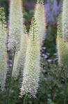 mynd Foxtail Lily, Eyðimörk Kerti, hvítur