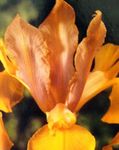 Foto Holandiešu Varavīksnene, Spāņu Iris, oranžs