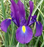 Foto Holandiešu Varavīksnene, Spāņu Iris, purpurs