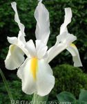 mynd Hollenska Iris, Spænska Iris, hvítur