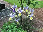 fotoğraf Hollandalı Iris, Iris Ispanyolca, açık mavi