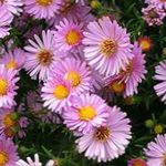 Photo Aster, pink