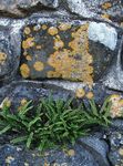 照 生锈的背蕨，生锈的背蕨，鳞屑Spleenwort, 绿 蕨类植物