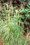 снимка Spartina, Трева Prairie Кабел, светло-зелен Житни