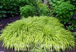 Hakone Gras, Japanese Skógur Gras