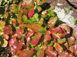 Photo Schizocodon, multicolor Leafy Ornamentals