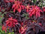Foto Josephs Rock Brunnen Pflanze, Sommer Weihnachtsstern, Tampala, Chinesische Spinat, Gemüse Amaranth, Een Choy, weinig Dekorative-Laub
