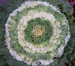 Photo Flowering Cabbage, Ornamental Kale, Collard, Cole, white 