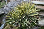 fénykép Ádám Tű, Spoonleaf Yucca, Tű-Pálma, sokszínű Leveles Dísznövények