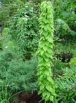 снимка Dioscorea Caucasica, зелен Декоративни Листни