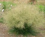 Čopasto Hairgrass (Golden Hairgrass)