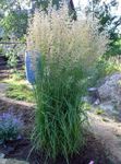 სურათი ბუმბული Reed ბალახის, ზოლიანი ბუმბული Reed, მწვანე მარცვლეული