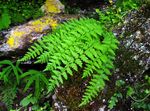 Bilde Woodsia, grønn Bregner