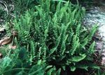 снимка Woodsia, зелен Папратовидни