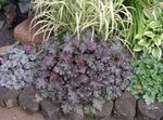 fotografie Heuchera, Floare De Coral, Clopote De Corali, Alumroot, violet Plante Ornamentale Cu Frunze