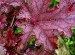 Foto Heuchera, Koral Blomst, Koral Klokker, Alunrod, rød Grønne Prydplanter