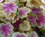 fotografie Heuchera, Floare De Coral, Clopote De Corali, Alumroot, multicolor Plante Ornamentale Cu Frunze