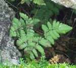 照 石灰石橡木蕨类植物，香味橡木蕨类植物, 绿 