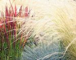 Photo Cogon Grass, Satintail, Japanese Blood Grass, red Cereals