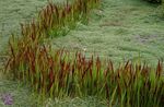 снимка Cogon Трева, Satintail, Японска Кръв Трева, червен Житни