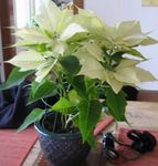フォト ポインセチア、ノーチェブエナ、クリスマスの花, ホワイト 緑豊かな観葉植物