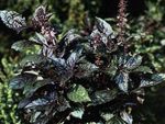 フォト バジル, 暗緑色 緑豊かな観葉植物