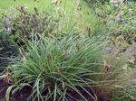 fénykép Carex, Sás, zöld Gabonafélék