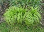 fotografija Carex, Šaš, zelena Žito