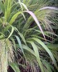 フォト 愛の草, 薄緑 コーンフレーク