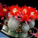 Nuotrauka Crown Kaktusas, raudonas 