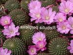 Foto Krone Cactus, flieder wüstenkaktus