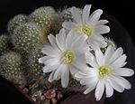 სურათი გვირგვინი Cactus, თეთრი უდაბნოში კაქტუსი