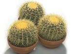zdjęcie Echinocactus, biały pustynny kaktus