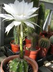 Photo Globe Chardon, Torche Cactus, blanc 