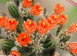 fotografie Ježko Kaktus, Čipky Kaktus, Dúha Kaktus, oranžový 