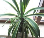 Fil American Century Växt, Pitabröd, Spetsiga Aloe, vit suckulenter