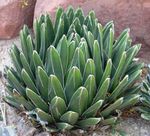 Amerikansk Århundrede Plante, Pita, Spiked Aloe