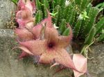 fotografija Črna Rastlina, Zvezde Cvet, Morska Zvezda Cactus, roza sukulenti