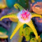 fotografija Črna Rastlina, Zvezde Cvet, Morska Zvezda Cactus, rumena sukulenti