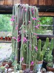 Fil Råttsvan Kaktus, rosa skogskaktus